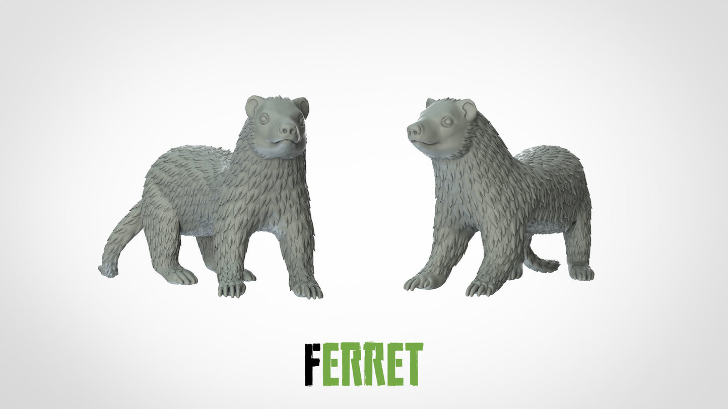 Ferret Miniature