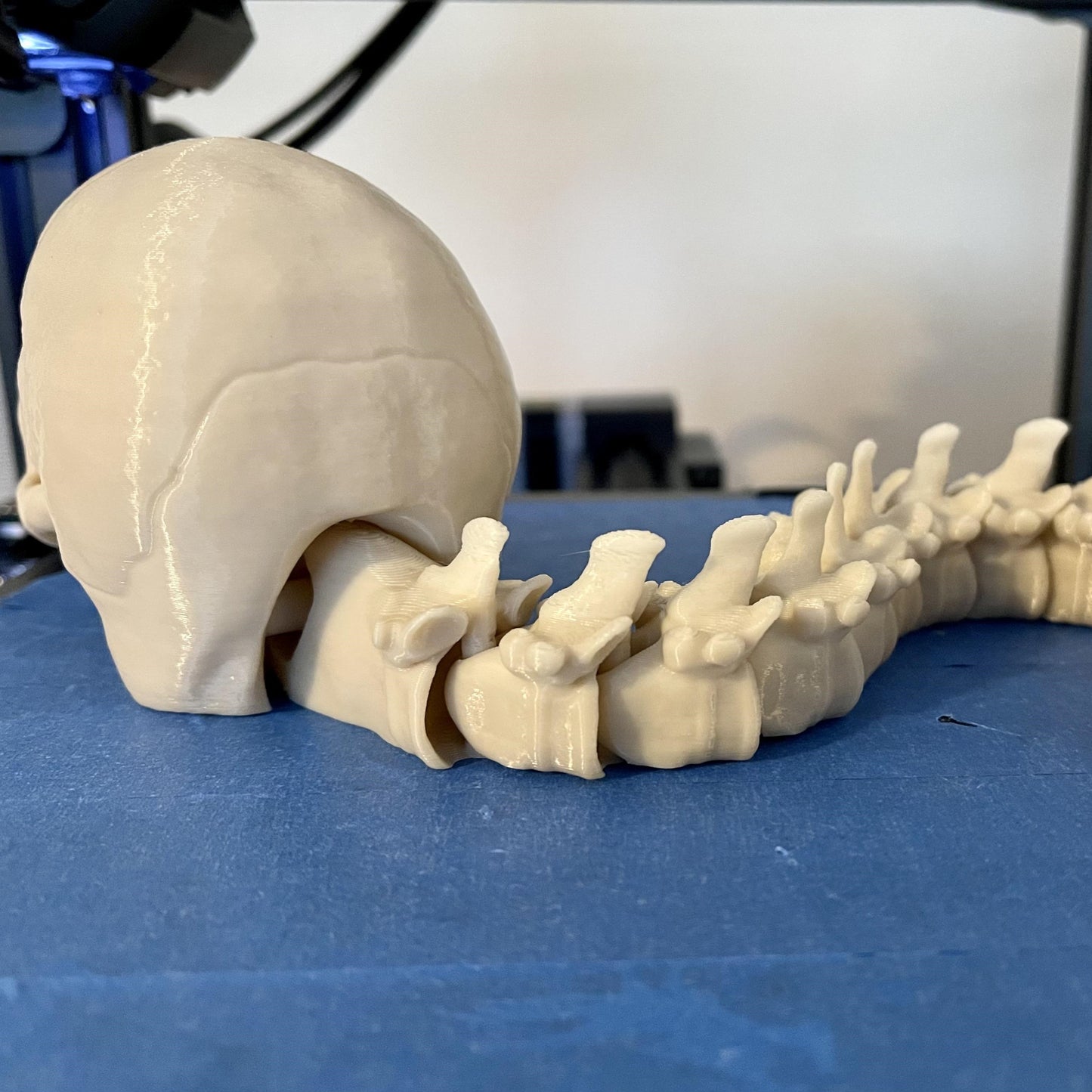 Articulated Skull Trophy