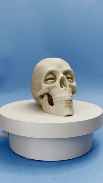 Corinthian Skull