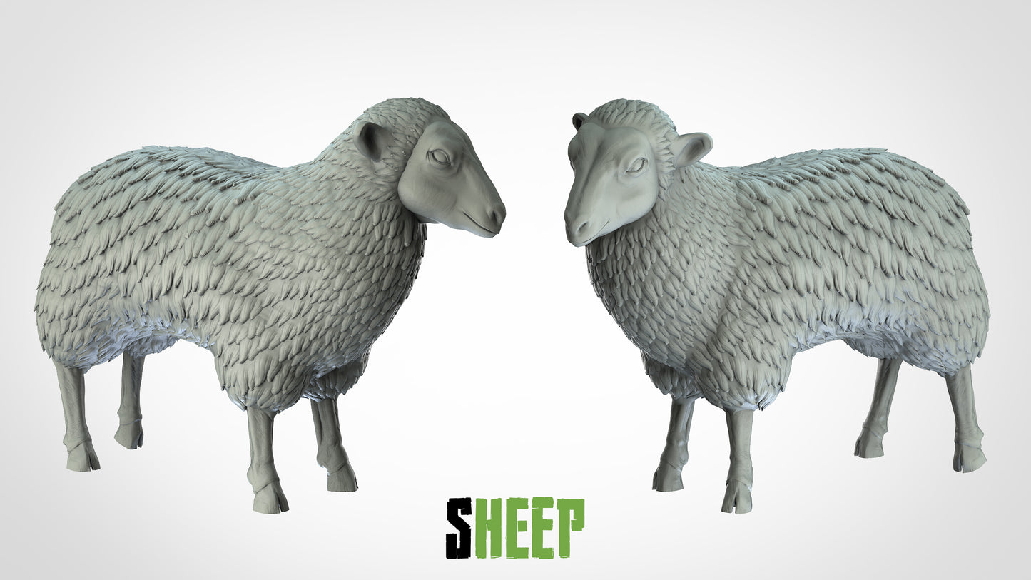 Sheep Miniature