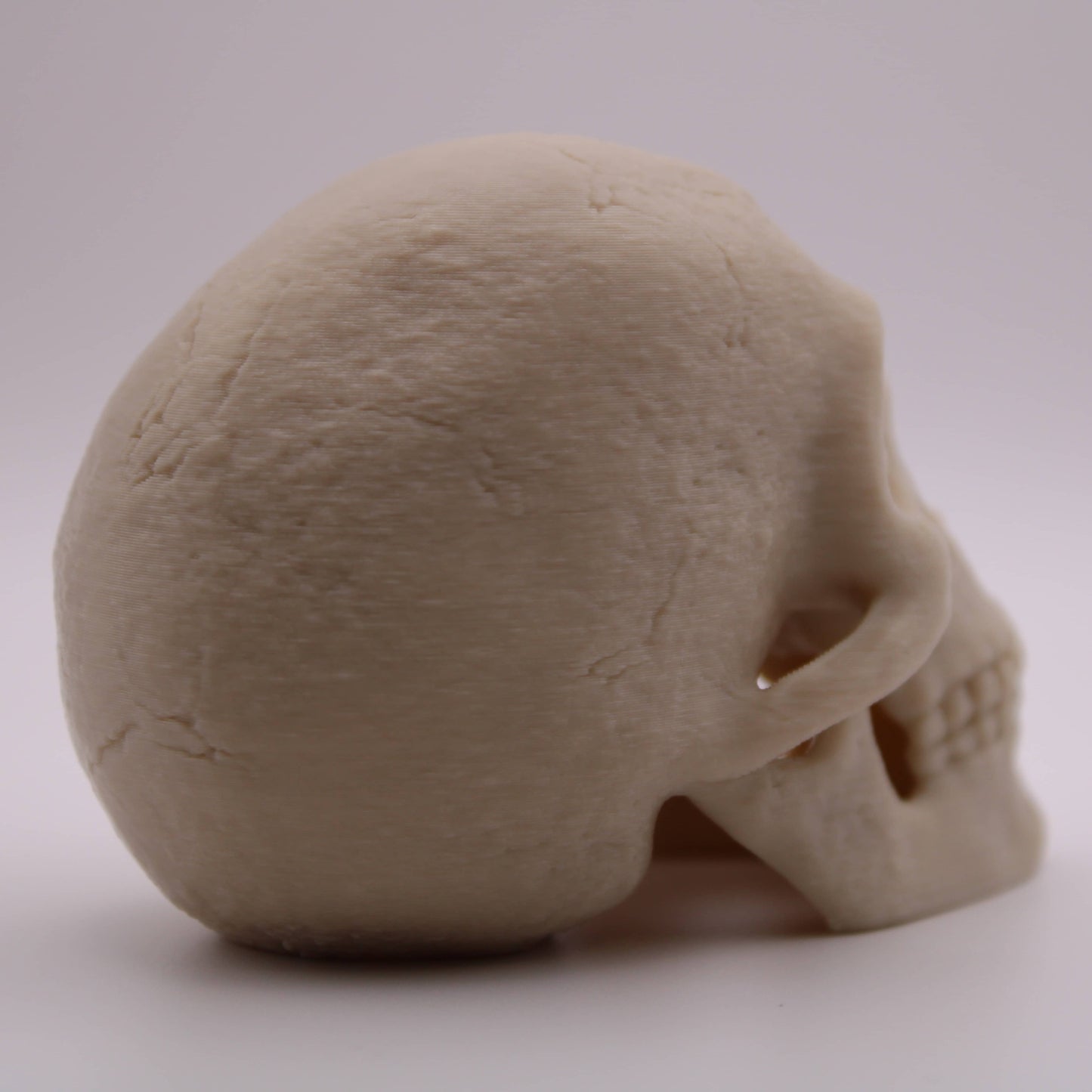 Corinthian Skull