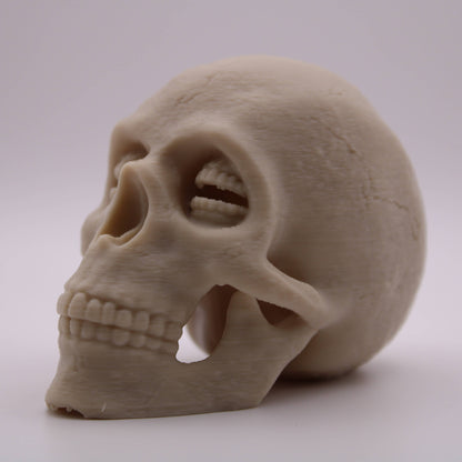Corinthian Skull