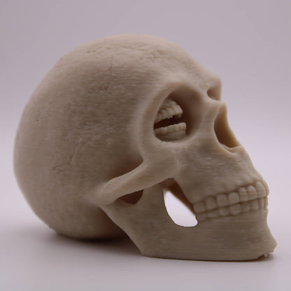 Corinthian Skull