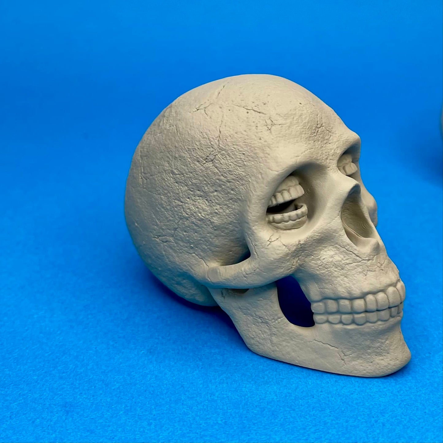 Resin Corinthian Skull