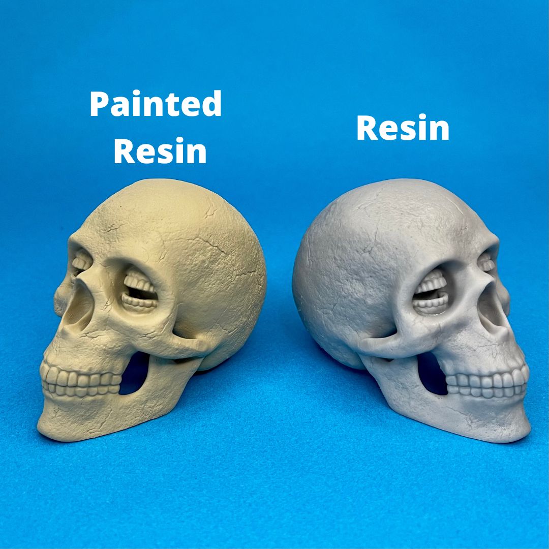 Resin Corinthian Skull