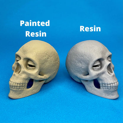 Resin Corinthian Skull