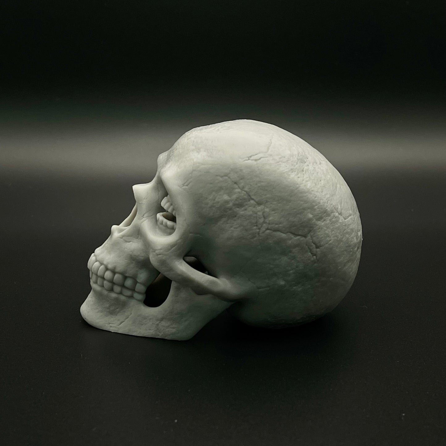 Resin Corinthian Skull